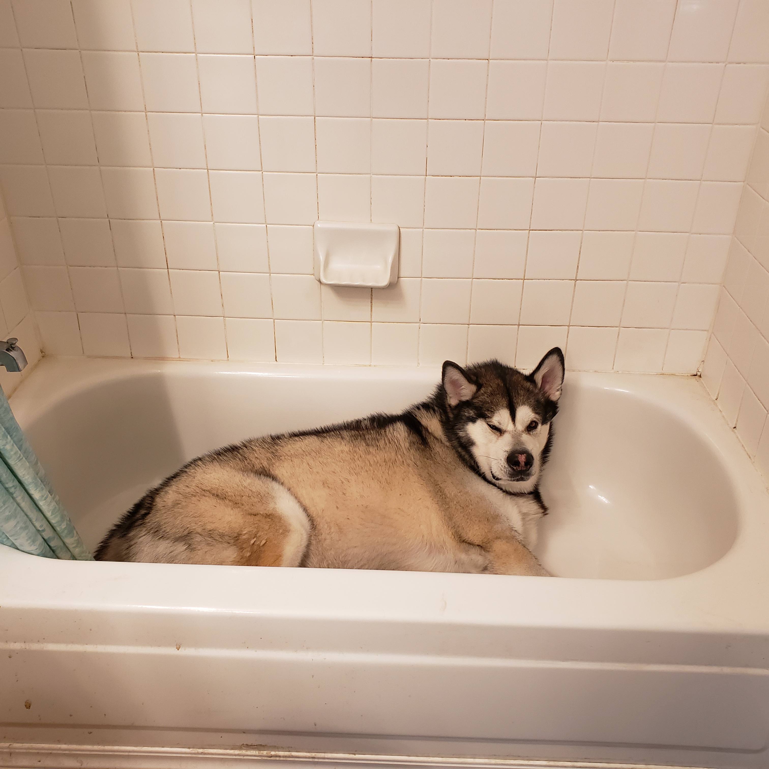 Звери дурачок. Собака в ванной. Ванна для собак. Ванная комната для собак. Фото собаки в ванной.