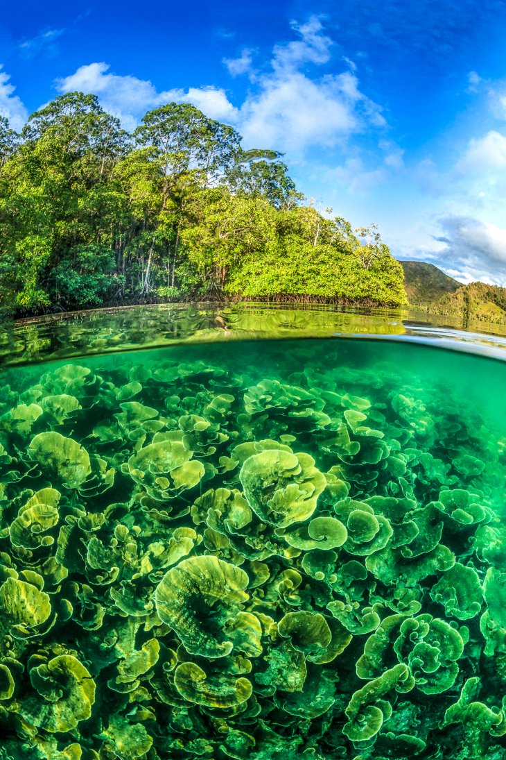 Невероятные изображения без коллажа: Половина под водой