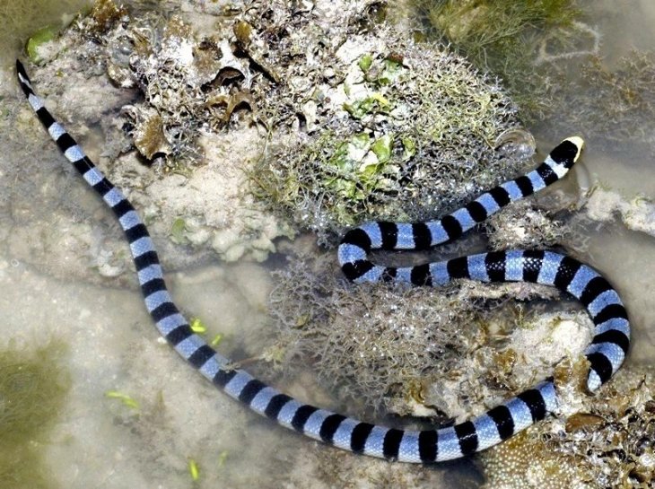 Lachesis (Яд змеи сурукуку (Южная Америка)
