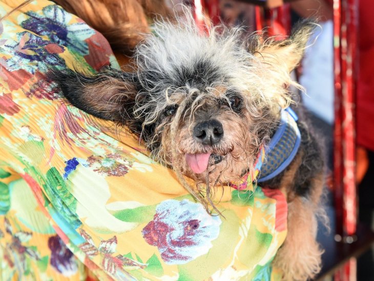 Скамп Бродяга - самый уродливый пес в мире