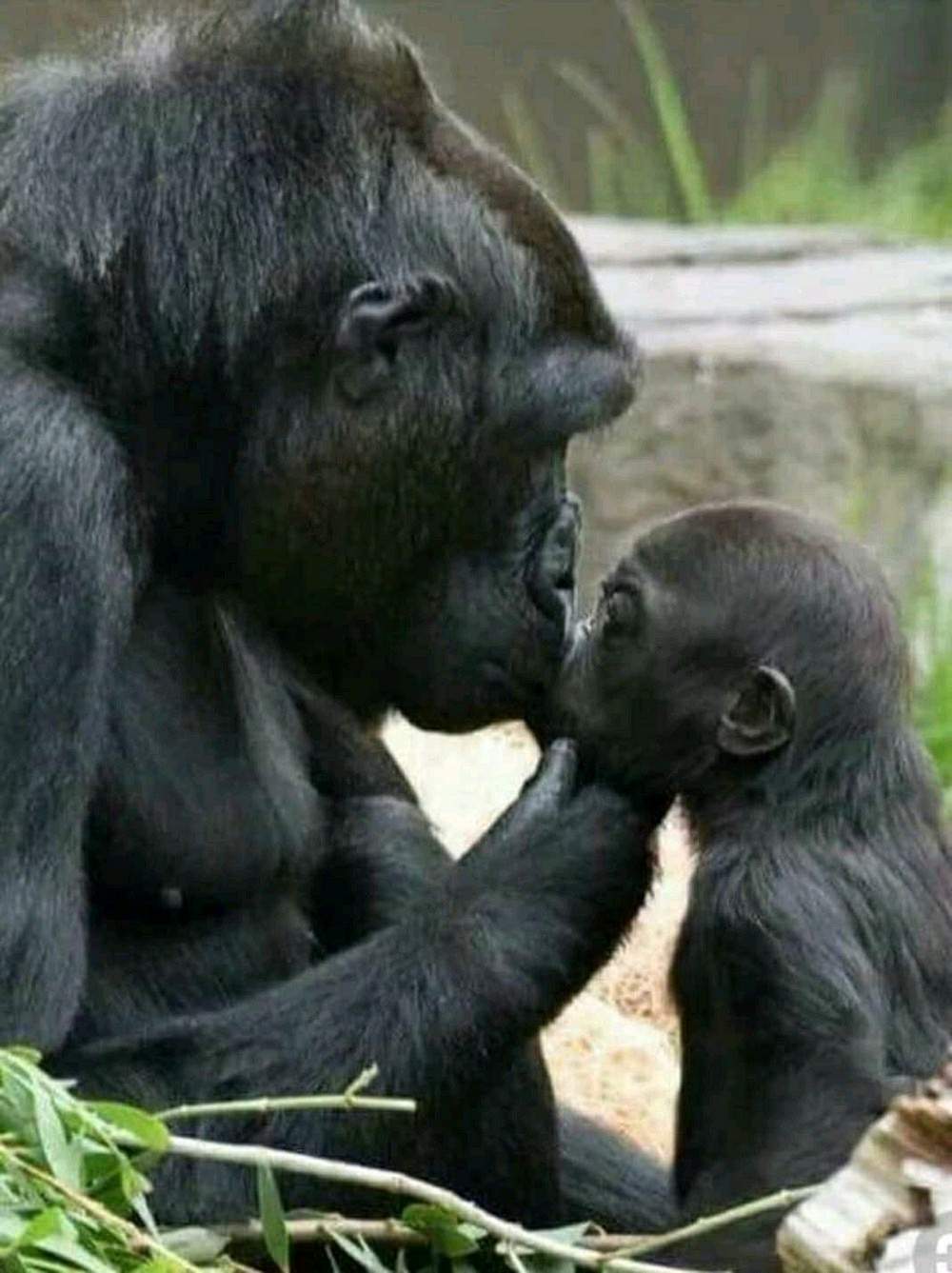 Мать и ребенок животные. Детеныш гориллы. Детеныши зверей. Мама и малыш животные. Горилла с малышом.