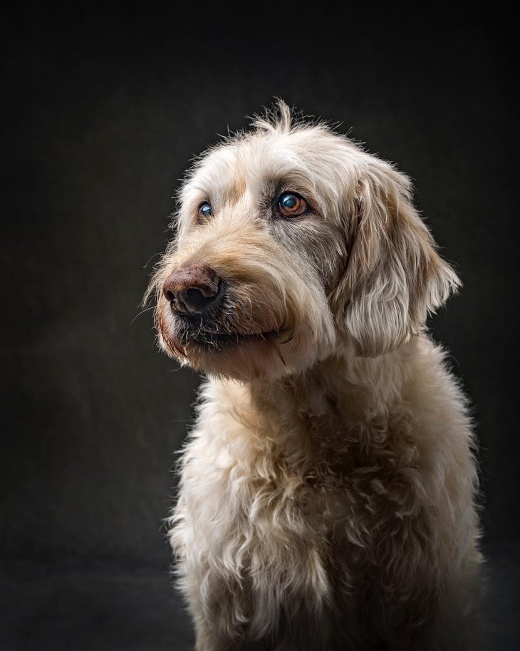 Замечательные портреты собак от Винсента Дж. Муси
