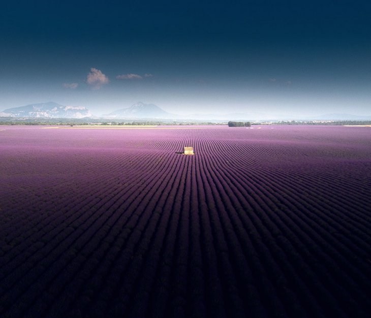 Захватывающие фотографии лавандовых полей на юге Франции