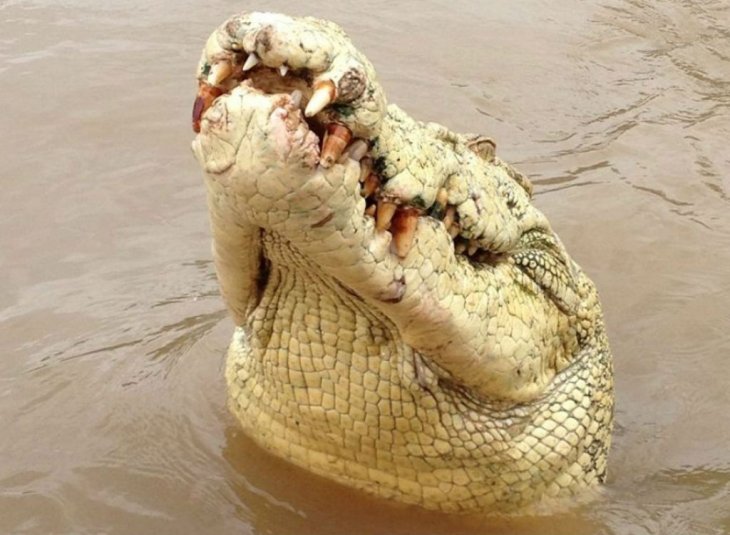 Крокодил наркотики тор браузер на айфон гидра