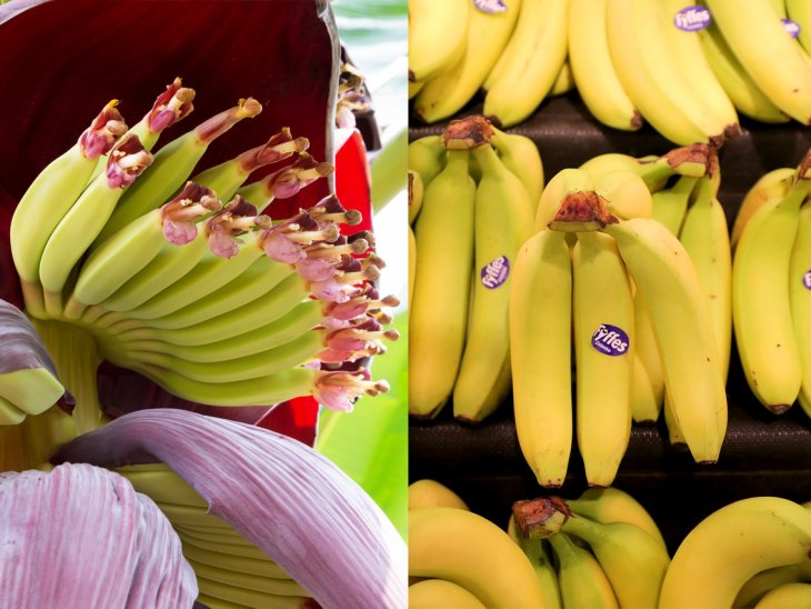 Любимые фрукты, овощи и орехи, которые трудно узнать в природе