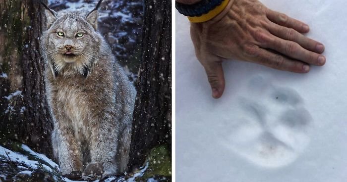 Канадская рысь - самая очаровательная сердитая  кошка