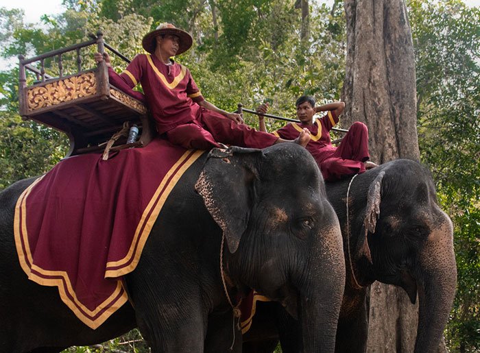 Камбоджа запрещает поездки на слонах