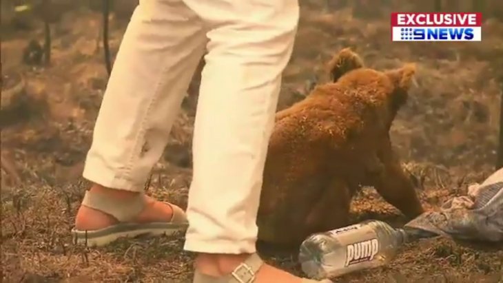 Женщина спасла сильно обгоревшую коалу во время лесного пожара в Австралии