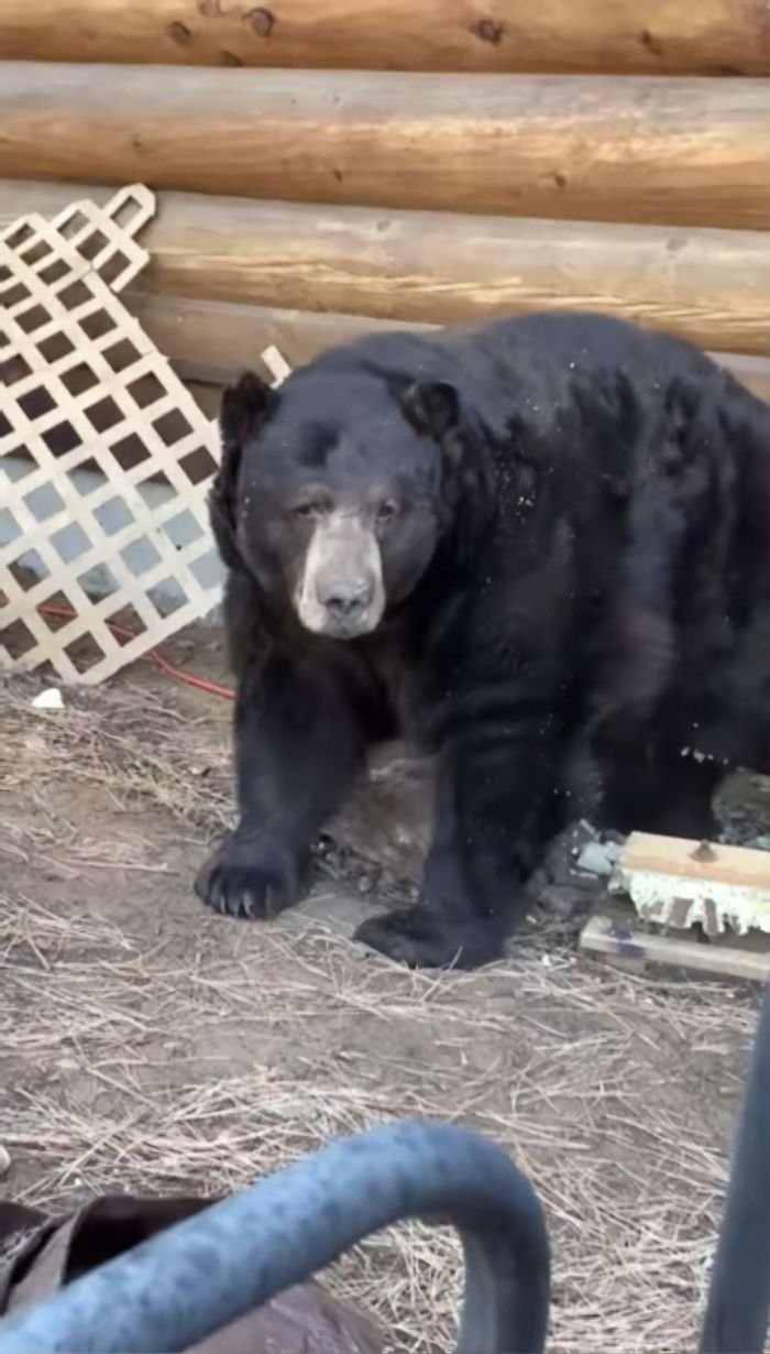 Семья обнаружила, что в подвале их дома поселился медведь