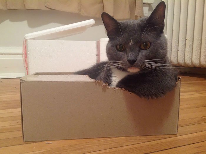 Оказывается, кошки любят коробки, потому что они снимают стресс