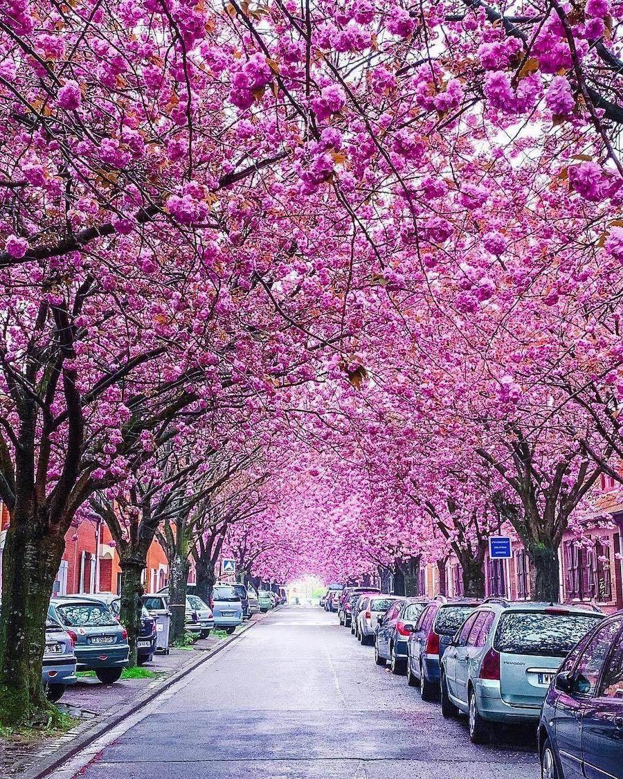Sakura blossom. Цветение Сакуры в Ялте. Сакура в штате Джорджия.. Сакура зацвела Ялта. В Ялте цветет Сакура.