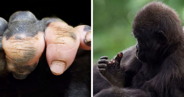 Удивительные пальцы гориллы: совсем, как у человека
