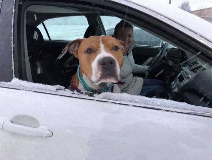 Волонтеры помогли вернуть украденную собаку с расстояния 2000 миль