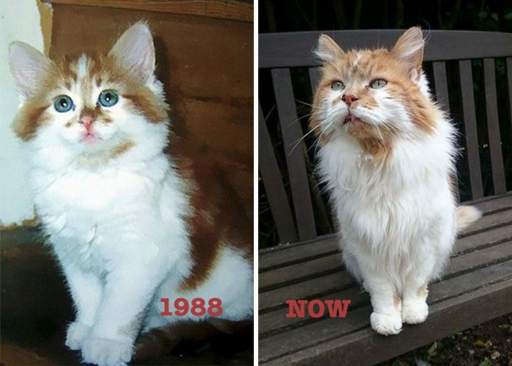 Раббл - самый старый в мире кот, 31 год