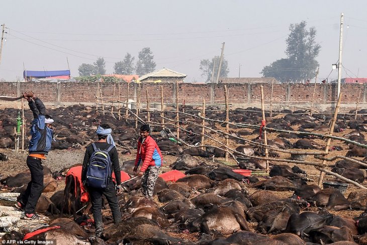 В Непале начался фестиваль Гадимай с самым большим жертвоприношением животных