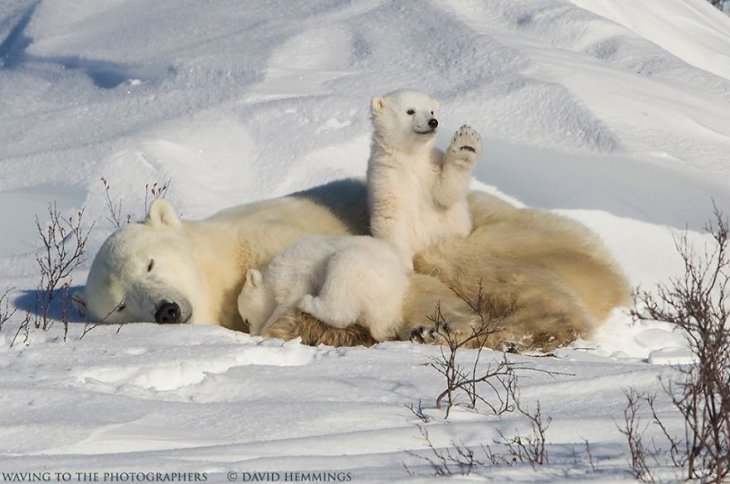 Белые полярные медведи с детенышами в Канаде