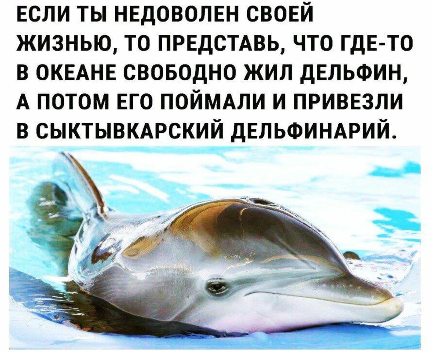 Дельфин живет лет. Шутки про дельфинов. Где живут дельфины в дельфинарии. Где обитает Дельфин. Сыктывкарский дельфинарий.