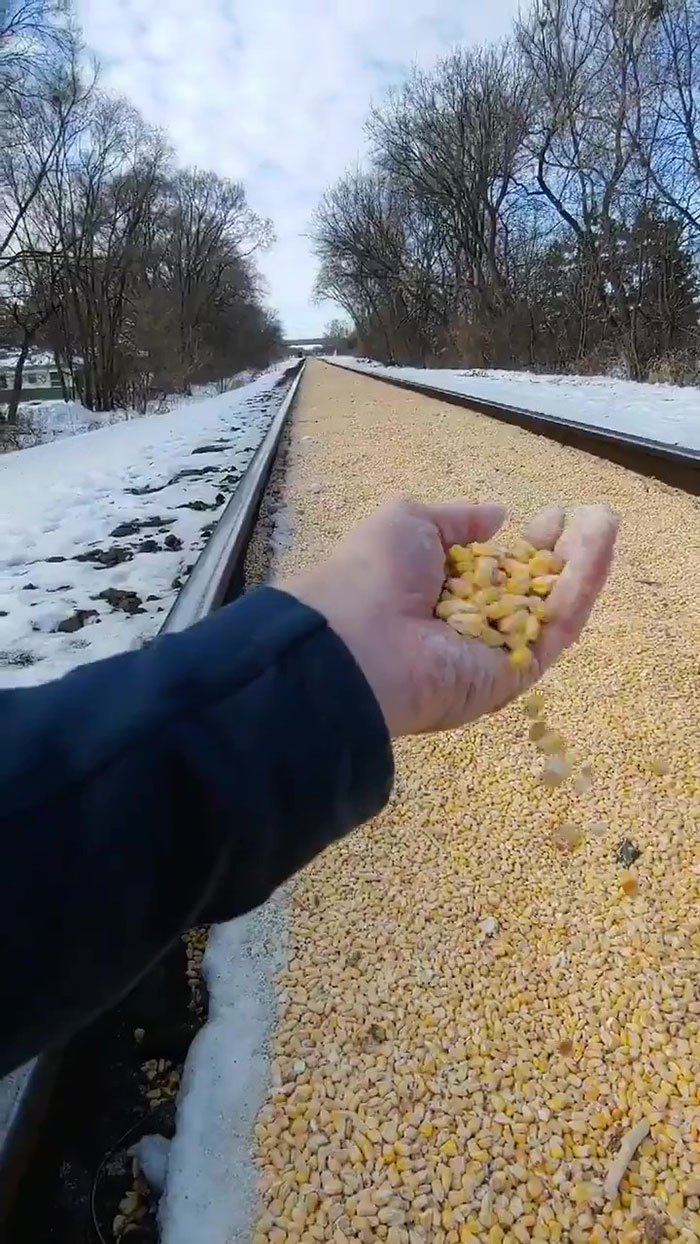 Железная дорога на участке более 600 метров засыпана зернами кукурузы