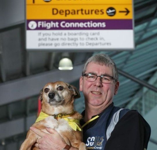 Терапевтические собаки  в аэропорту Великобритании, чтобы помочь нервным пассажирам