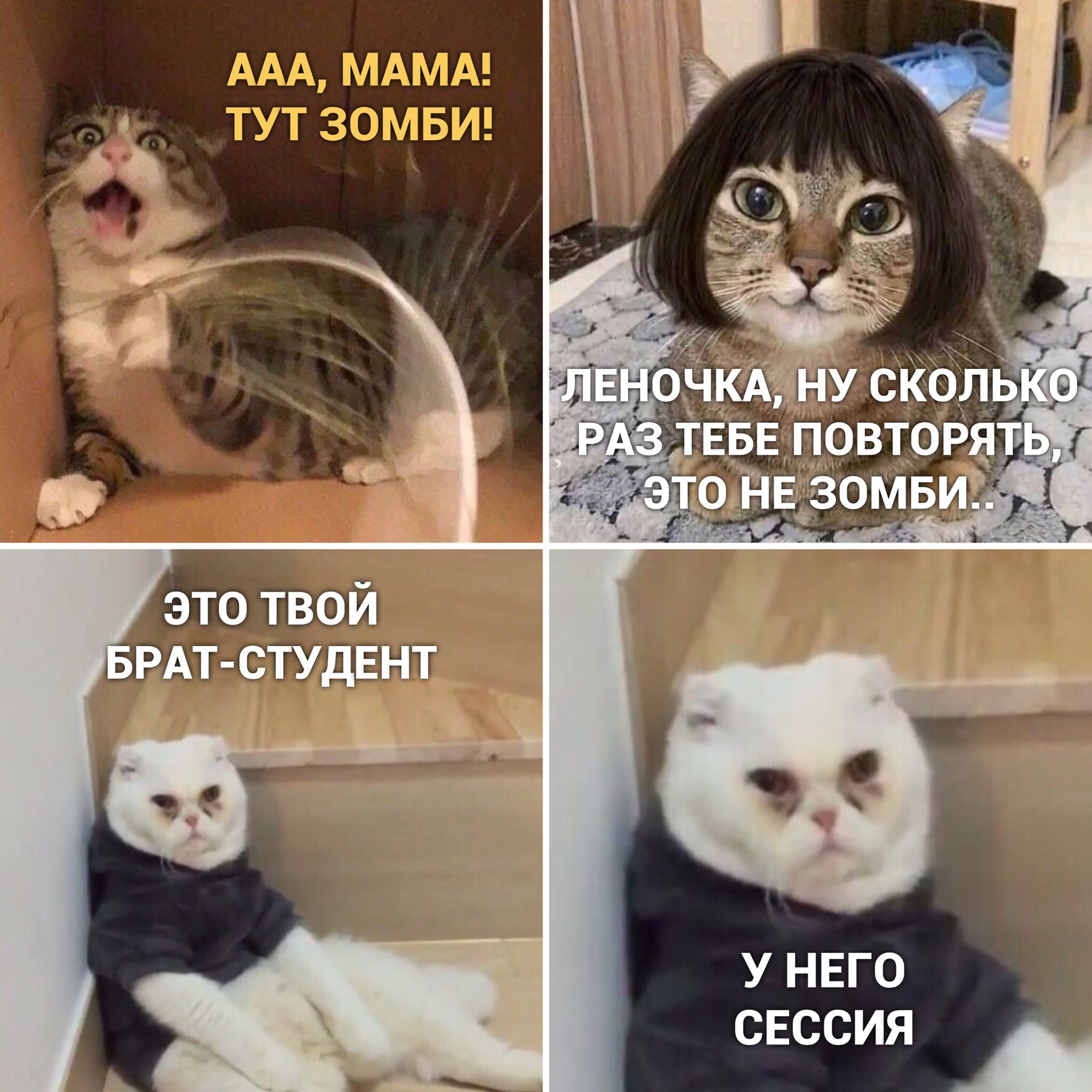 Мем кот можно. Мемы с котами. Котики смешные мемы. Кот Мем. Мемы с котами и надписями.