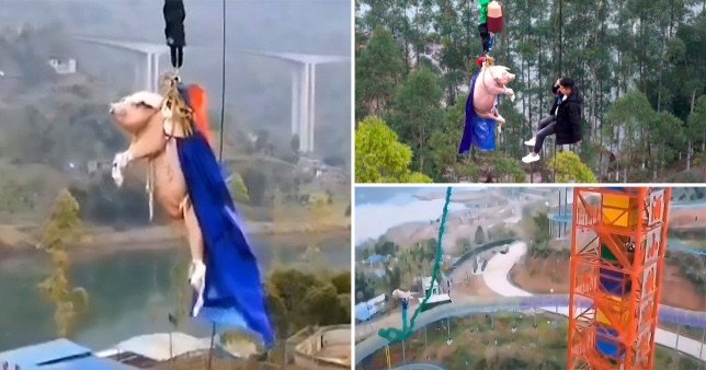 В Китае свинью заставили прыгать с парашютом с высоты  68 метров