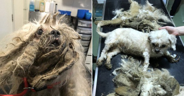 У брошенной собаки состригли 1,8 кг грязной шерсти