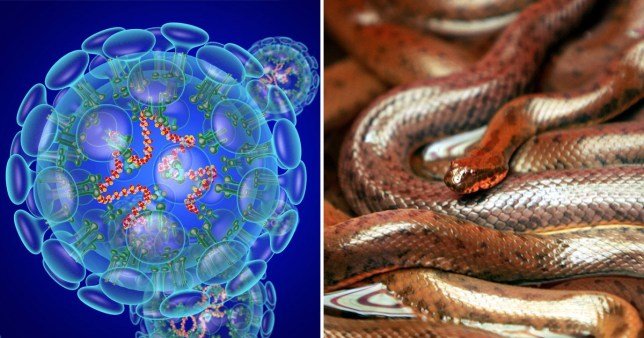 Ученые считают, что коронавирус мог передаться людям от змей