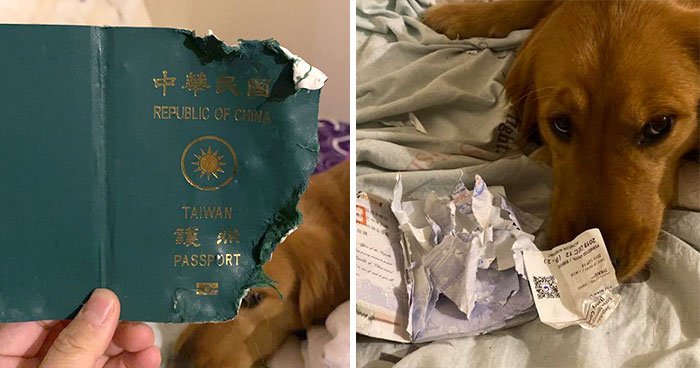 Собака порвала паспорт женщины и тем самым спасла от поездки в Ухань