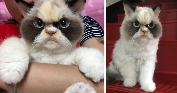 Новая самая сердитая кошка похожа на плюшевую игрушку