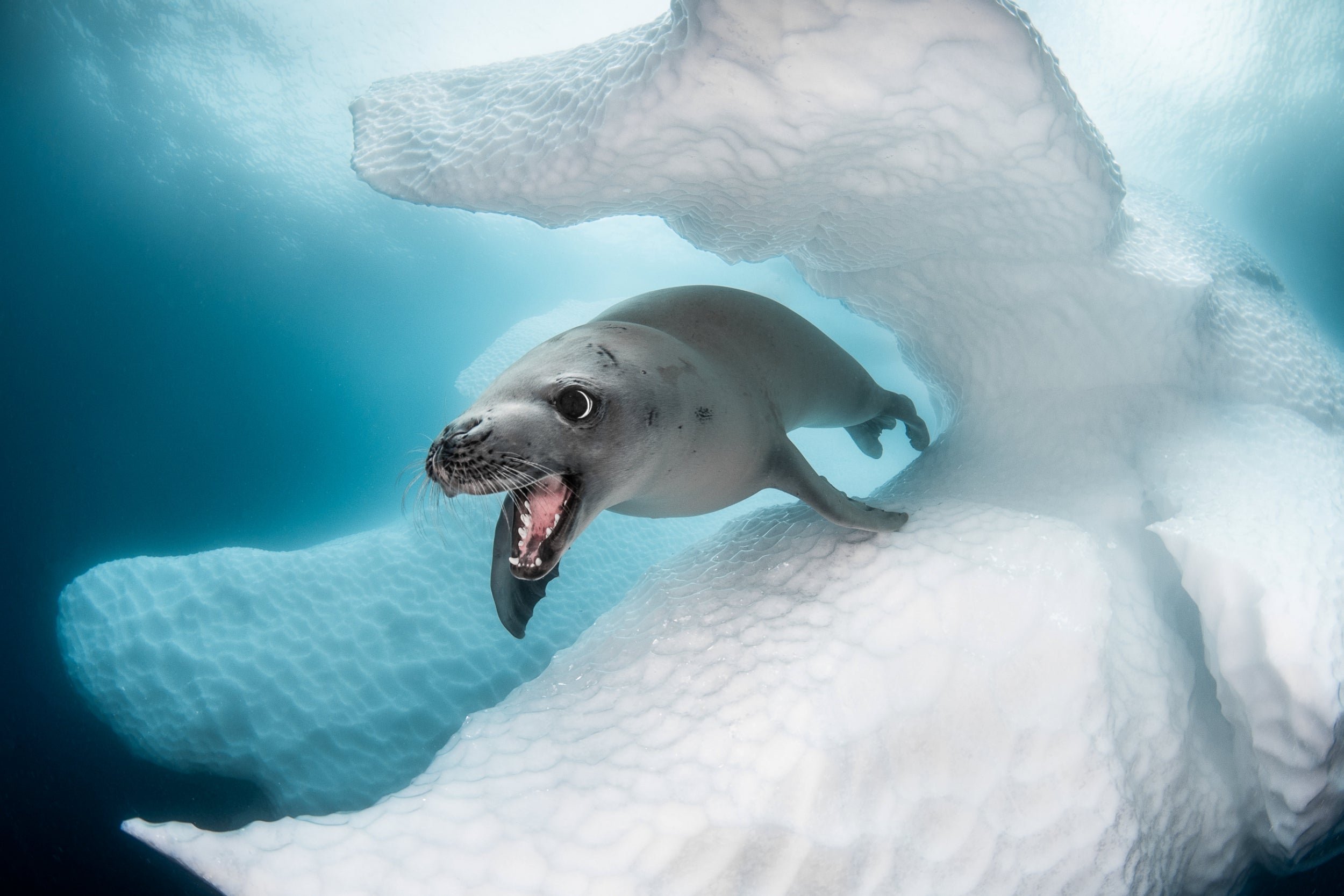 Акулы ледовитого океана. Тюлень крабоед в Антарктиде. Тюлень Уэдделла в Антарктиде. Морской леопард в Антарктиде. Морской леопард и крабоед.