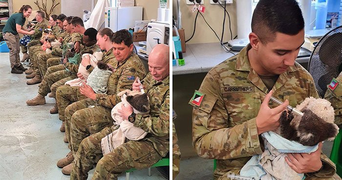 Солдаты австралийской армии ухаживают за спасенными коалами