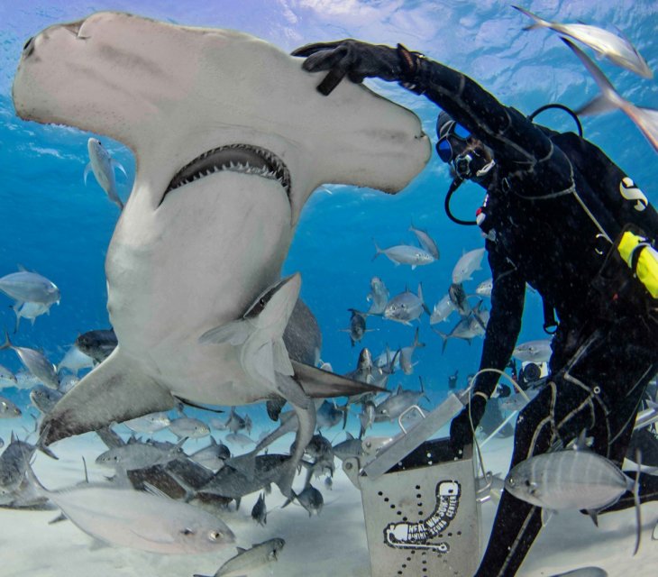 Уникальные фотографии: дайверы у Багамских островов кормят акулу-молота