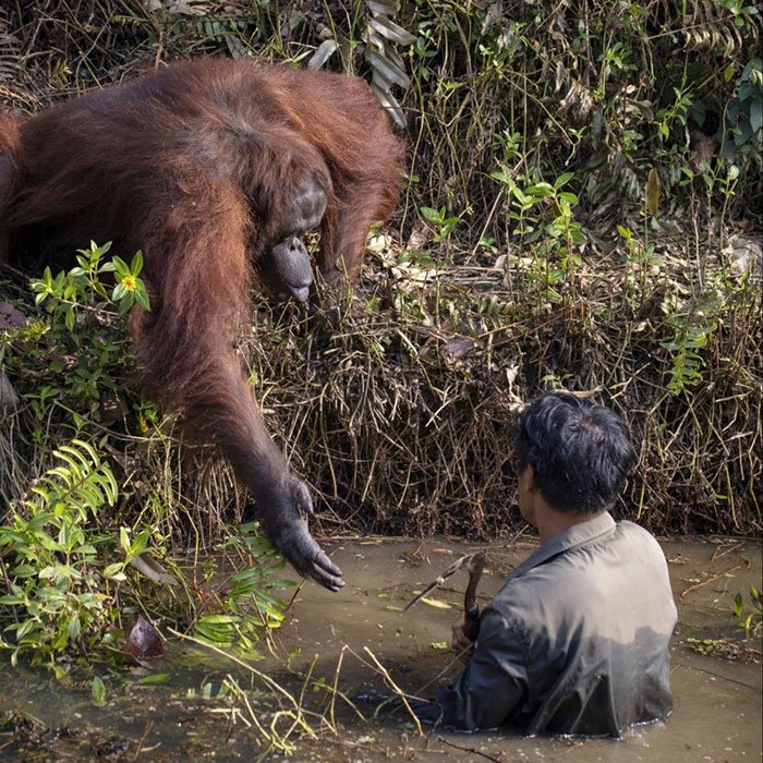 Орангутанг предложил руку помощи лесничему в Борнео
