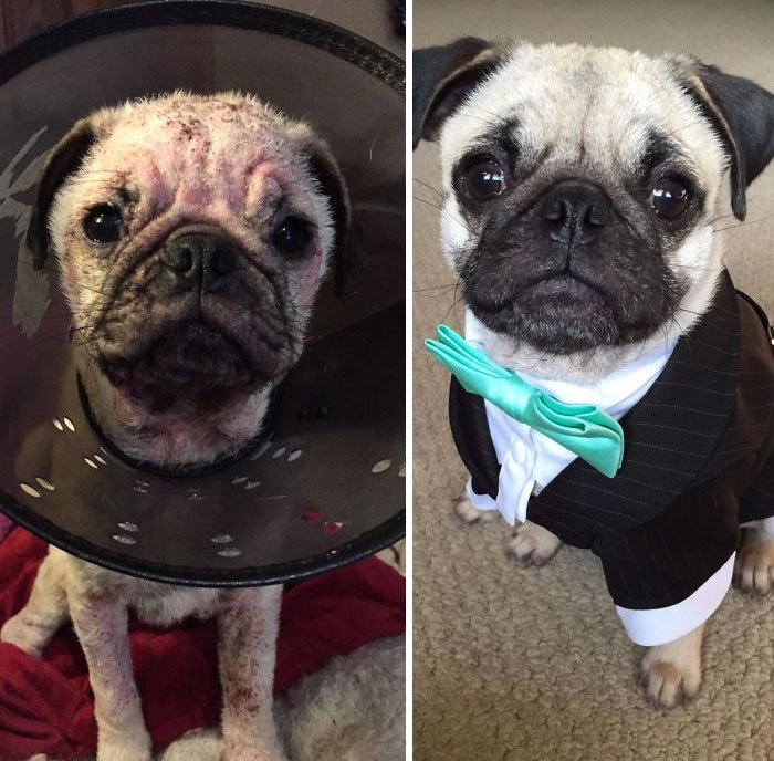 Собаки до и после болезни фото