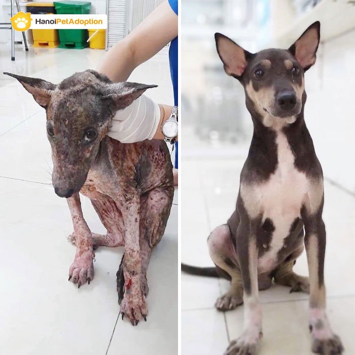 Собаки до и после болезни фото