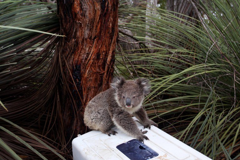 Остров коала в Австралии. Кенгуру и коала. Коала в Австралии фото. Сумка австралийскую коала. Алекс коал