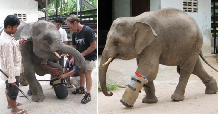 В Камбодже слон живет с протезом ноги