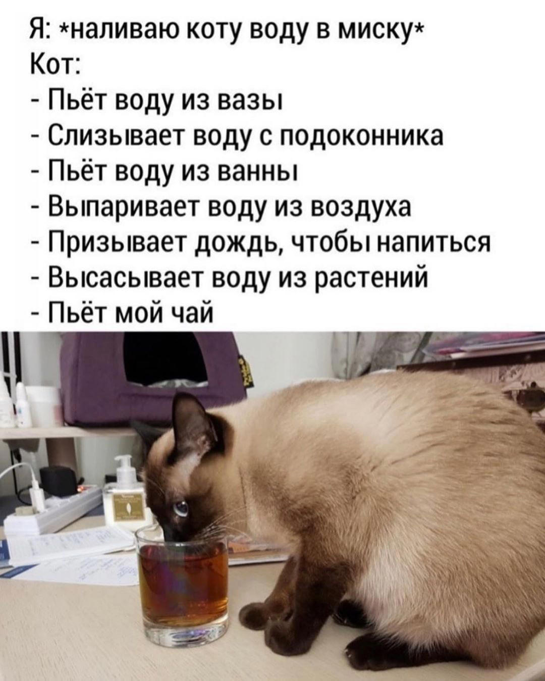Кошка вялая не пьет. Пятница котики. Налей коту воды. Котик пьет из миски. Смешная картинка для поднятия настроения.