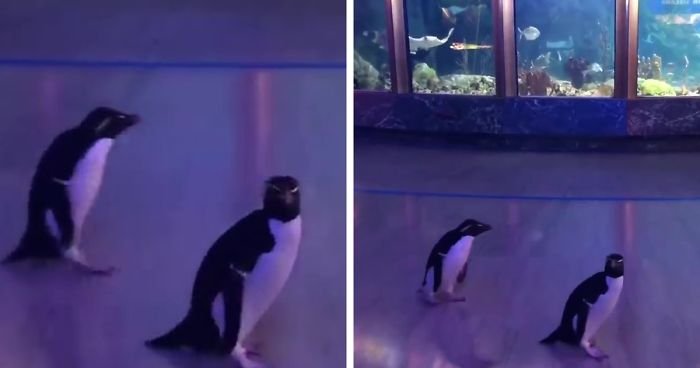 Пингвины встречаются с другими животными после закрытия аквариума на карантин