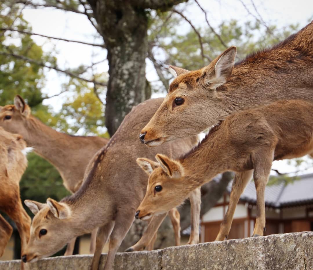 Охрана оленей. Нара Япония олени. Олени в Наре. Остров оленей в Японии. Любопытный олень.