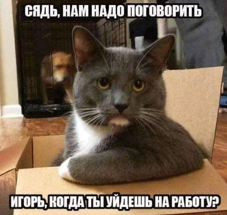 Смешные картинки с котами про работу