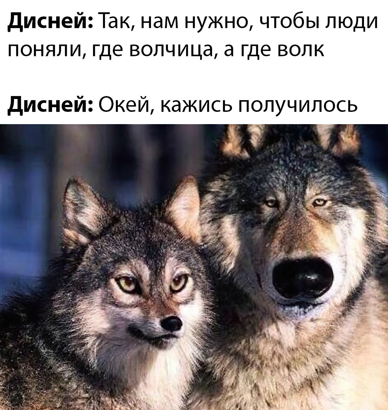 Волк и волчица Мем