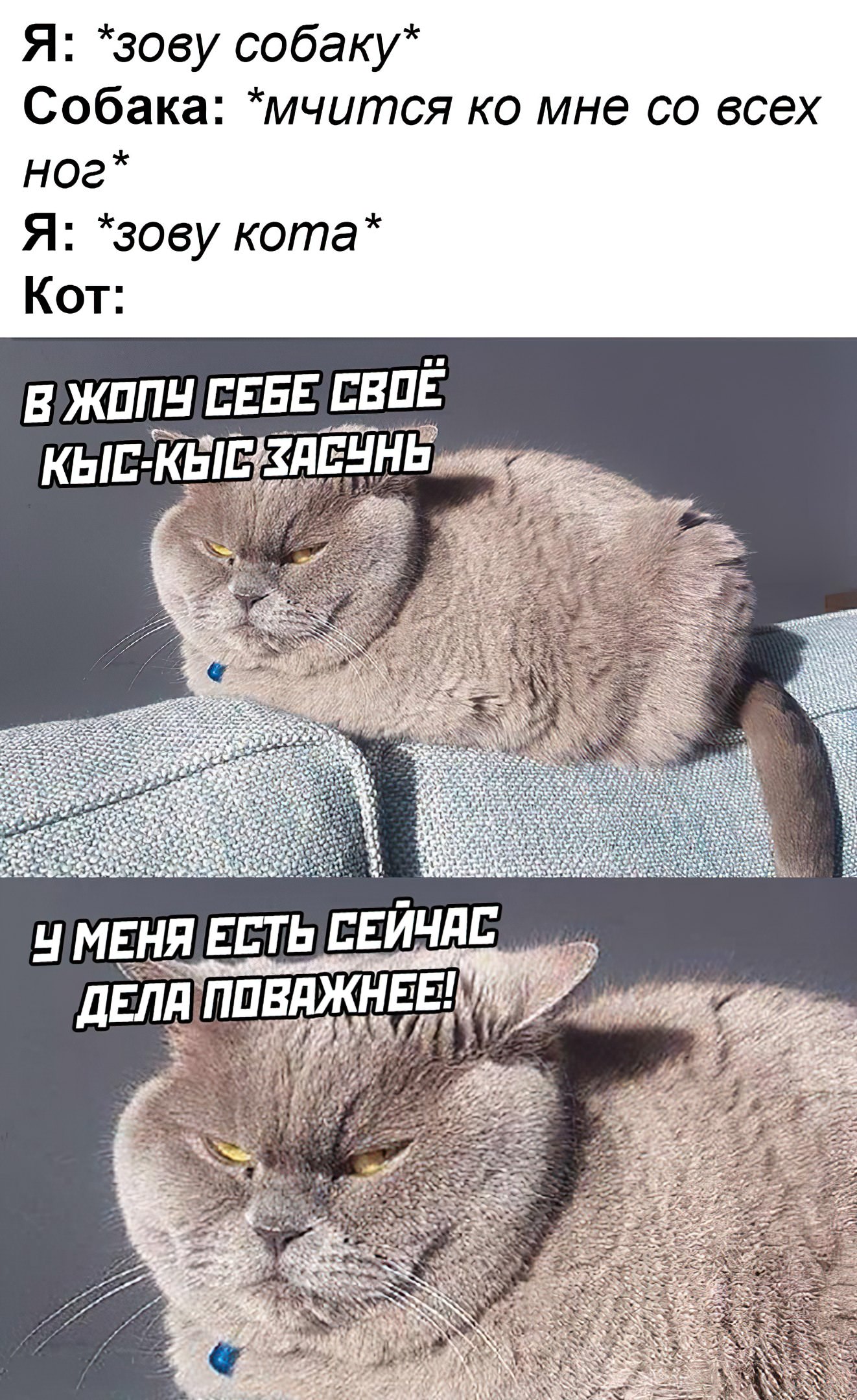 Kys это. Коты мемы. Кот Мем. Коты мемы с надписями. Смешные мемы с котами и надписями.