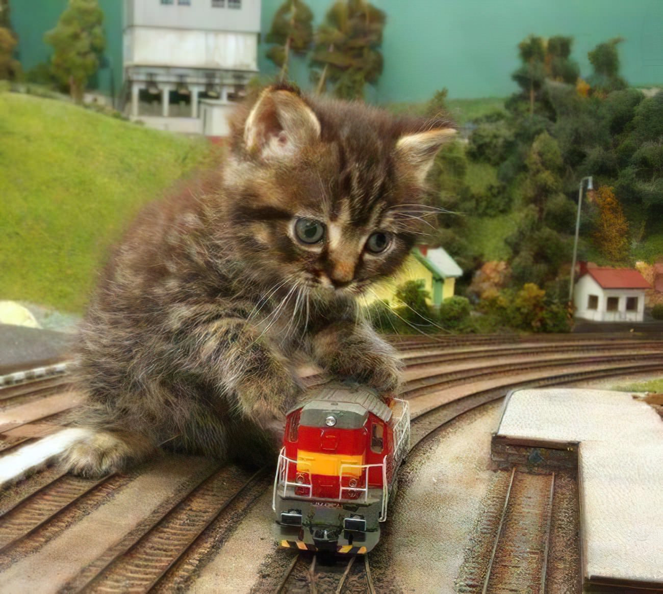 Он уехал на ночной электричке текст. Котик в поезде. Кот в электричке. Котэ на поезде. Котэ паровозик.