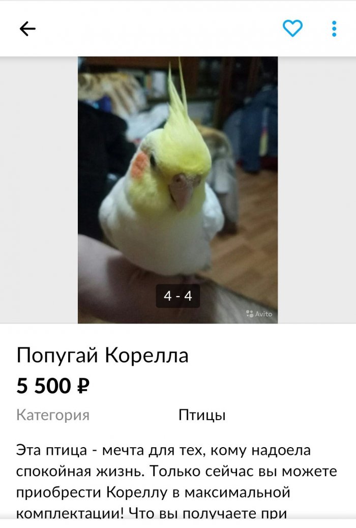 Попугай в максимальной комплектации