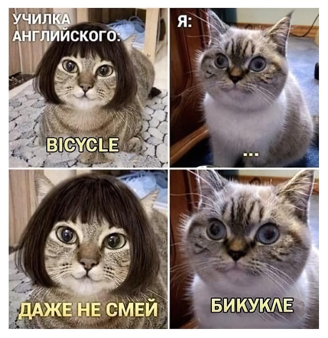 Кот але мем. Кот Мем. Мемы с кошками. Смешные картинки с надписями мемы.