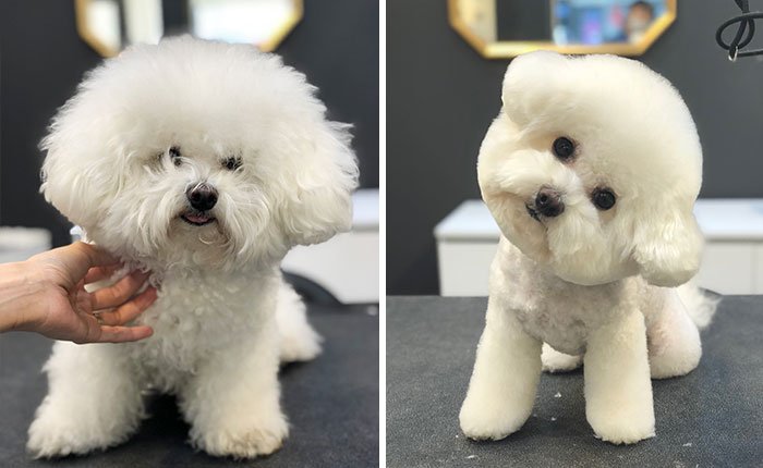 Прекрасное преображение: собаки до и после посещения грумера