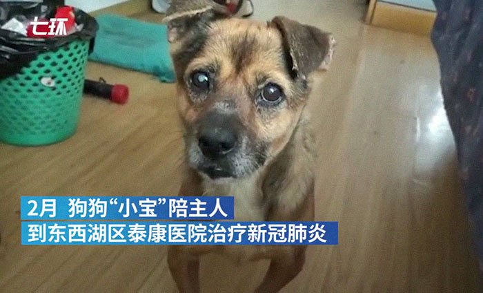Собака 3 месяца. Сяо Бао собака. Dog waiting patiently. Преданность в Китае.
