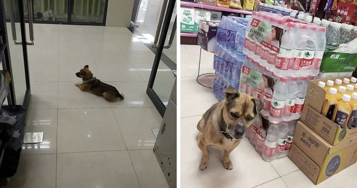 Преданный пёс три месяца ждал хозяина, не зная, что он умер