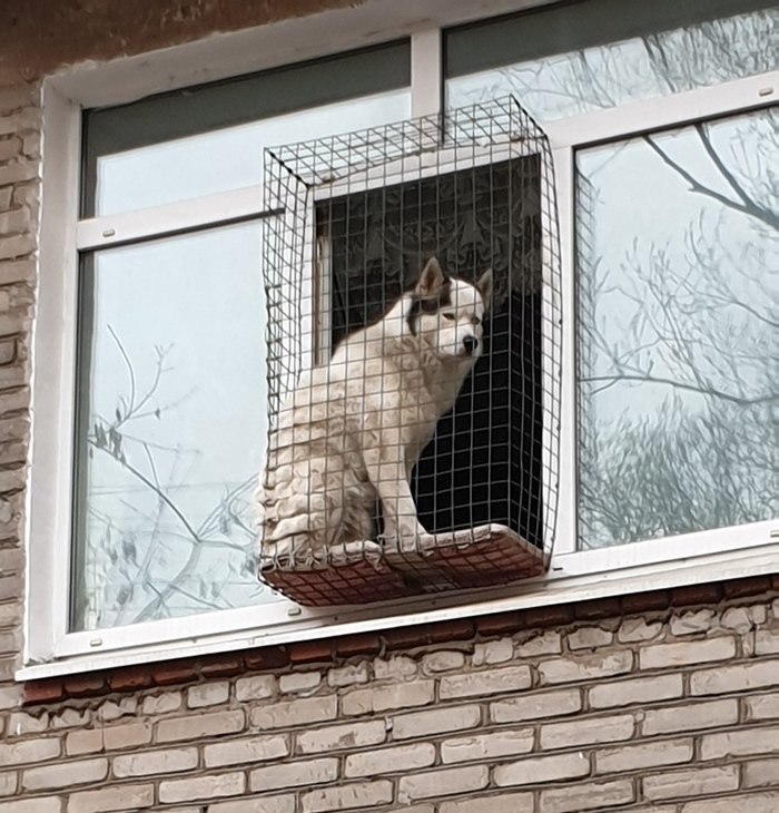 Окно в мир: собаки и балконы